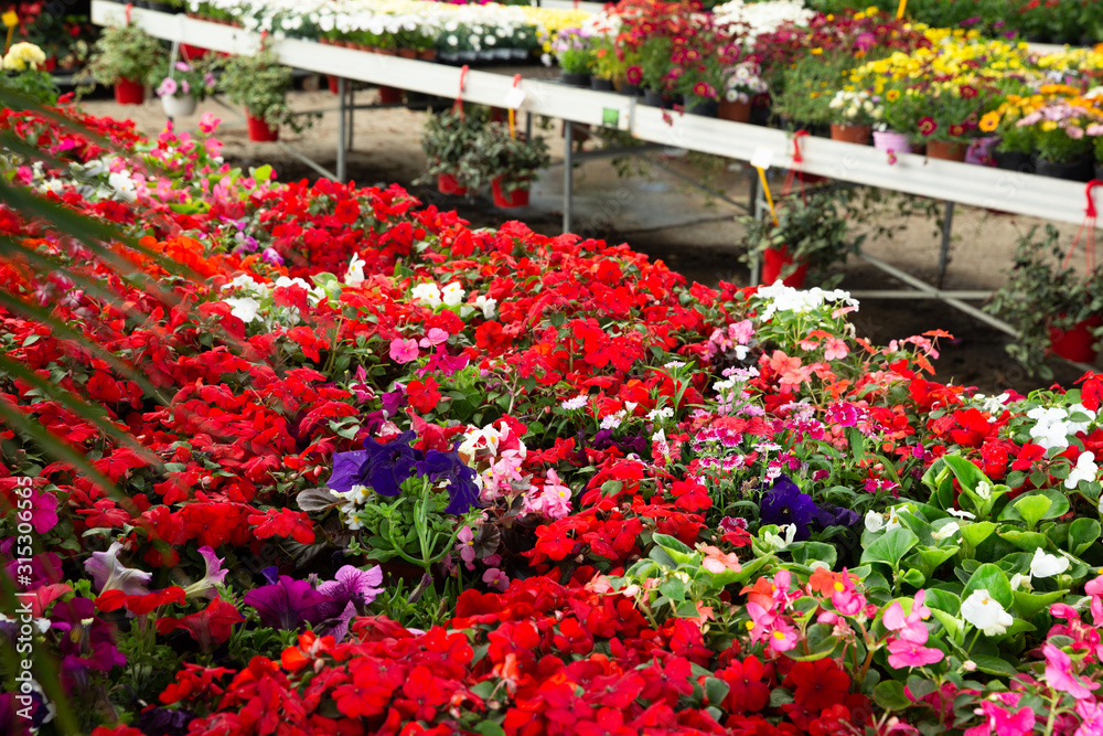View of different bloomy flowers begonia growing in greenhouse