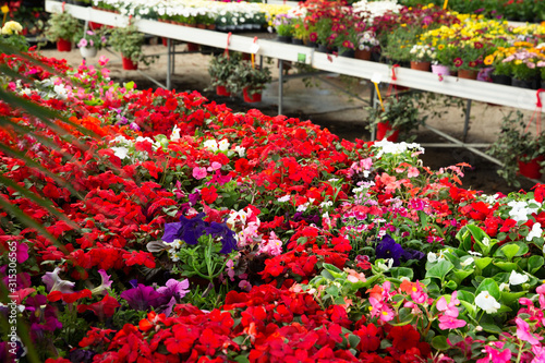 View of different bloomy flowers begonia growing in greenhouse © JackF