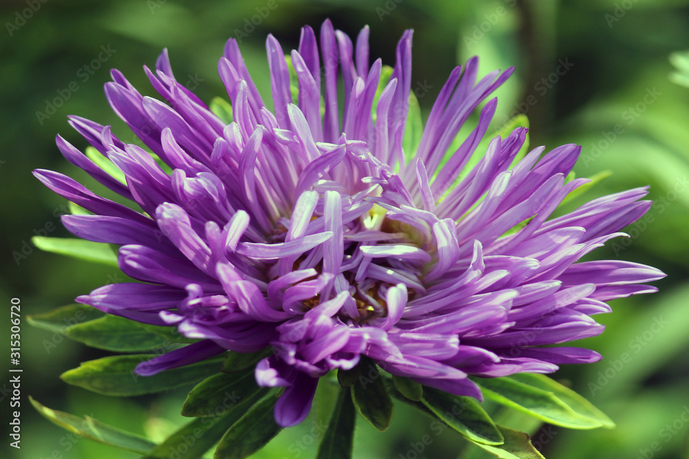 Violet Chandramallika Flower Close Up Violet Chandramallika Flower Close Up