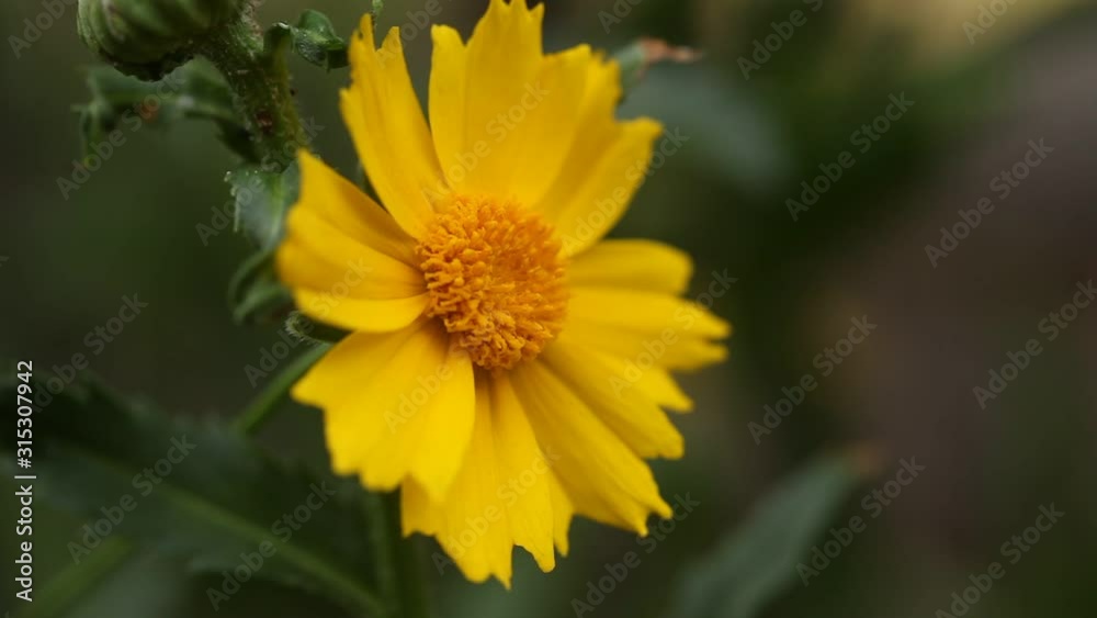 wild flower yellow color with soft light wild flower yellow color with soft light