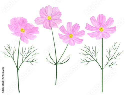 Set Cosmea flowers watercolor botanical illustration