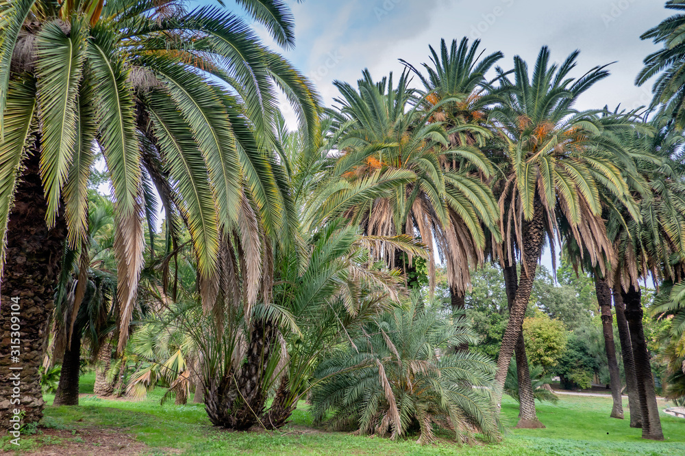 Palm trees in Botanical Garden in Trastevere, Rome Italy