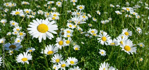 Obraz na płótnie Chamomile flowers in a sunny Meadow (peace, health, magic, desire - concept) w salonie