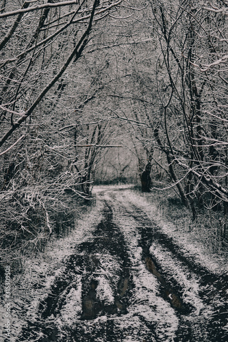 snowy road in the forest