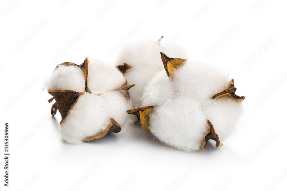several flowers of cotton isolated on a white background several flowers of cotton isolated on a white background