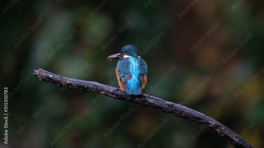 Obraz premium Martin pescatore a caccia