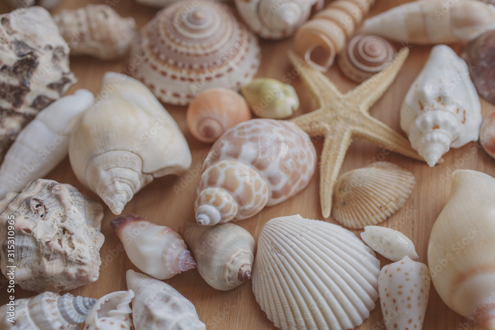 Close up view of seashells and starfish as background and texture for design. 