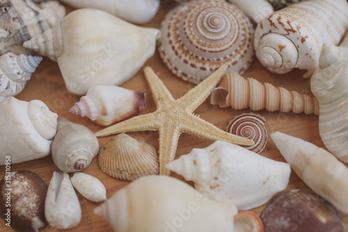 Close up view of seashells and starfish as background and texture for design. 