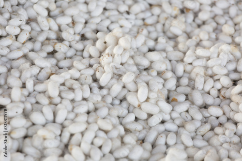 Silkworm cocoons from which silk thread is obtained