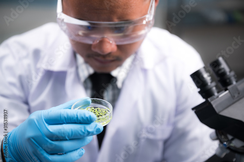 plant researcher working in laboratory