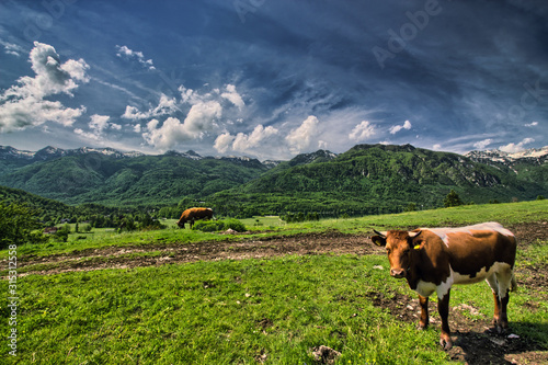 Cow on meadow in the Julian Alps  Slovenia