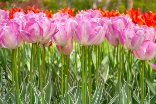 View at beautiful Keukenhof park flower lawns under blue sky during annual exhibition