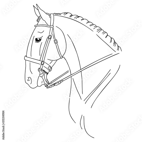 Line portrait of a Spanish horse