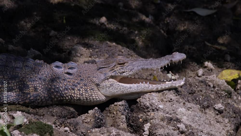The Wild Estuarine Crocodile Peacefully Lying With Its Mouth Slightly Open Under The Heat Of The Sun - Close Up Shot The Wild Estuarine Crocodile Peacefully Lying With Its Mouth Slightly Open Under The Heat Of The Sun - Close Up Shot