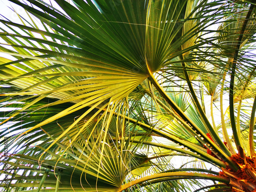 palm tree texture