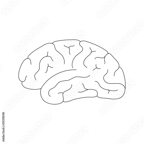 Vector illustration of human brain anatomy 