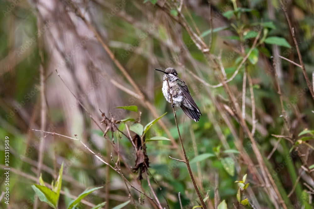 Small Stripe-breasted starthroat perched on a branch against defocused natural background, Caraca natural park, Minas Gerais, Brazil Small Stripe-breasted starthroat perched on a branch against defocused natural background, Caraca natural park, Minas Gerais, Brazil