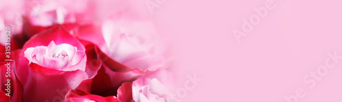 Pink rose flowers background