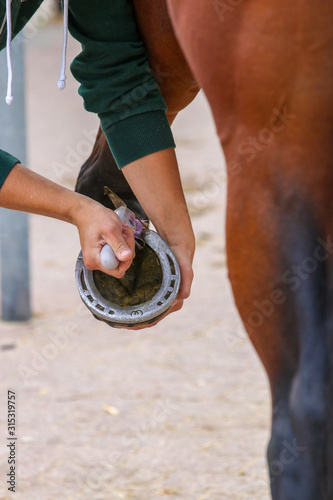 A horse gets its front hoof cleaned, close-up of the rider's hands working on the hoof..