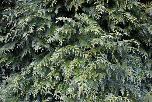 Thuja