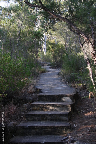 Path in the bush