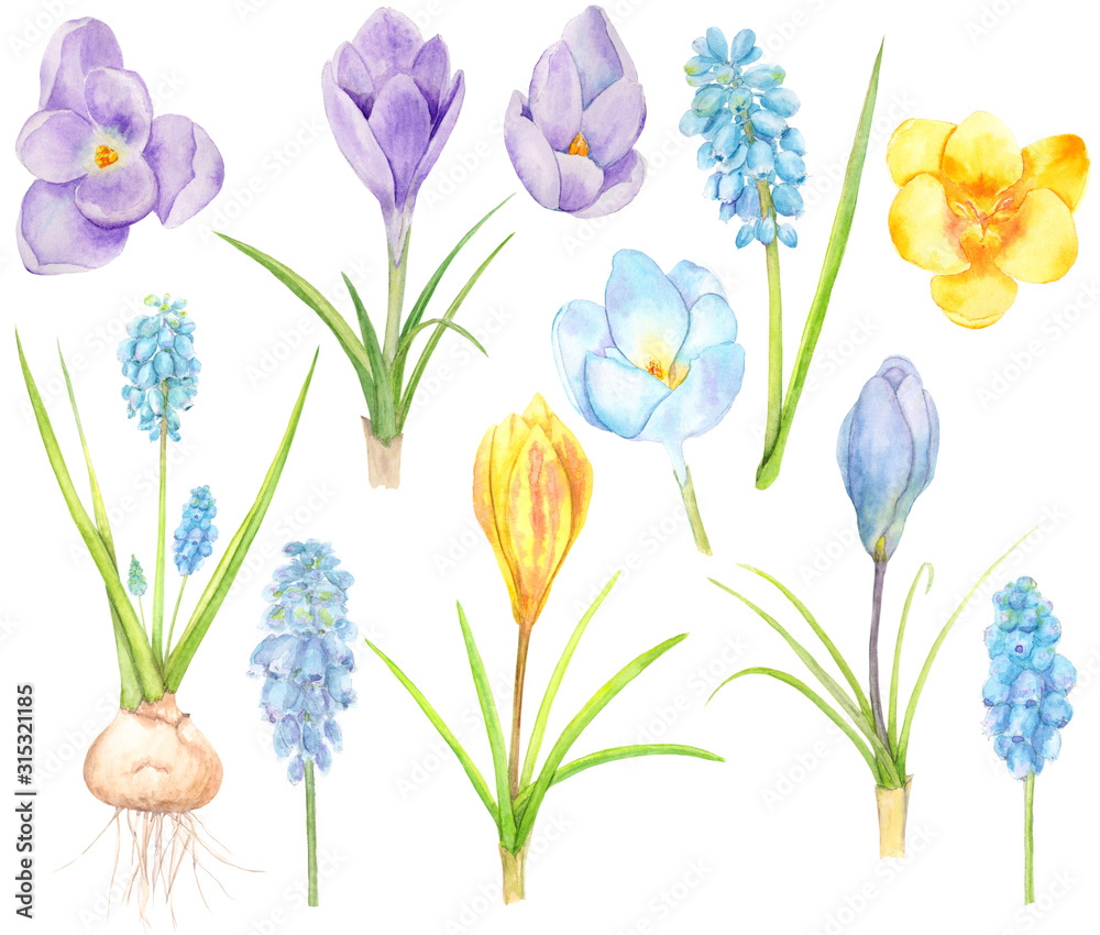 Watercolor hand drawn wild spring meadow flowers set with crocus and muscari (wild hyacinth) isolated on white background Watercolor hand drawn wild spring meadow flowers set with crocus and muscari (wild hyacinth) isolated on white background