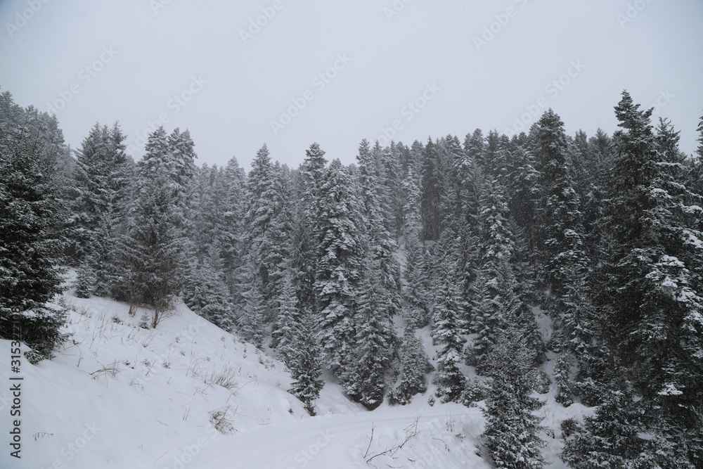 Naklejka premium Winter curved winding road in the forest covered in snow. savsat/art