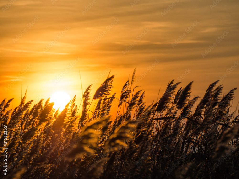 Fototapeta premium Sunset and reed at neusiedlersee in burgenland