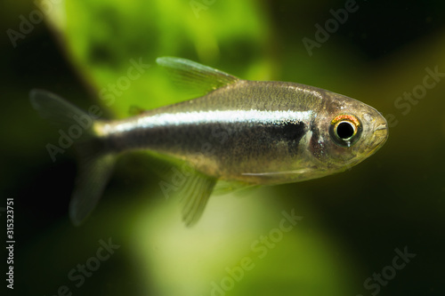 Freshwater tetra black neon fish in detail.