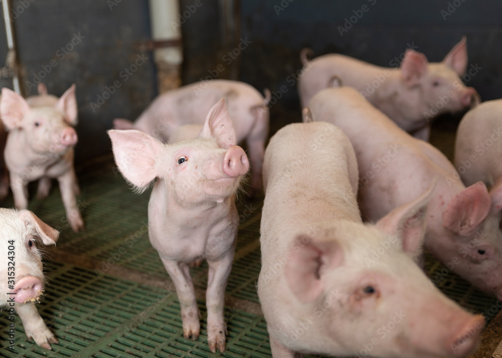 junges, neugieriges Schwein schaut nach oben junges, neugieriges Schwein schaut nach oben