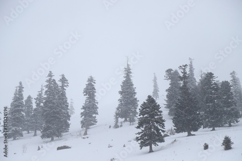 Winter curved winding road in the forest covered in snow. savsat/art