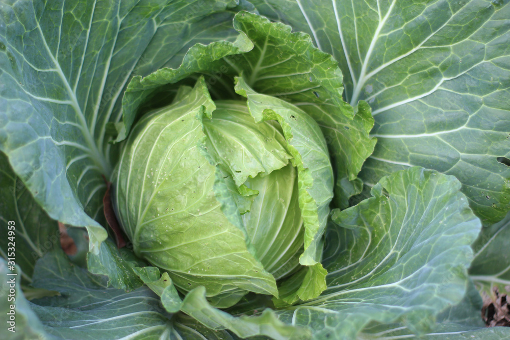 Cabbage grow in the garden. Agriculture. Cabbage grow in the garden. Agriculture.