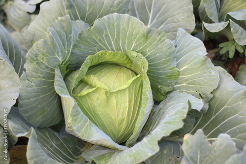 Cabbage grow in the garden. Agriculture.
