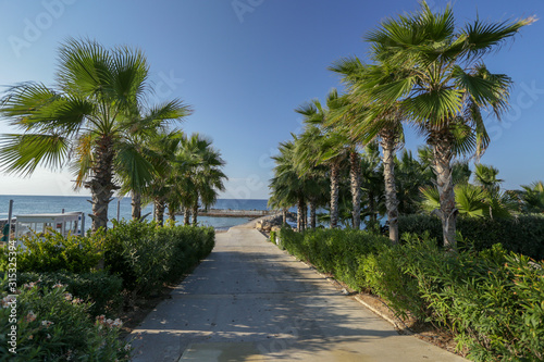 Green palm trees on the Mediterranean coast © Maria