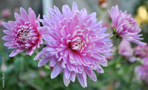 Pink chrysanthemums close up in bloom.