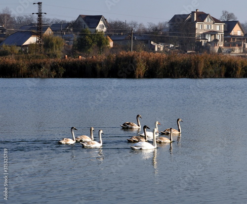 Swans on the lake in Izmail, Ukraine.  photo