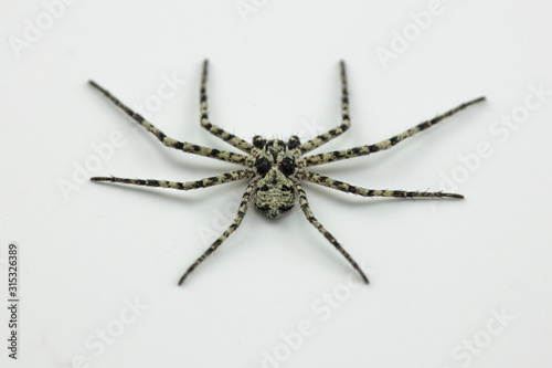 Swedish spider Philodromus margaritatus