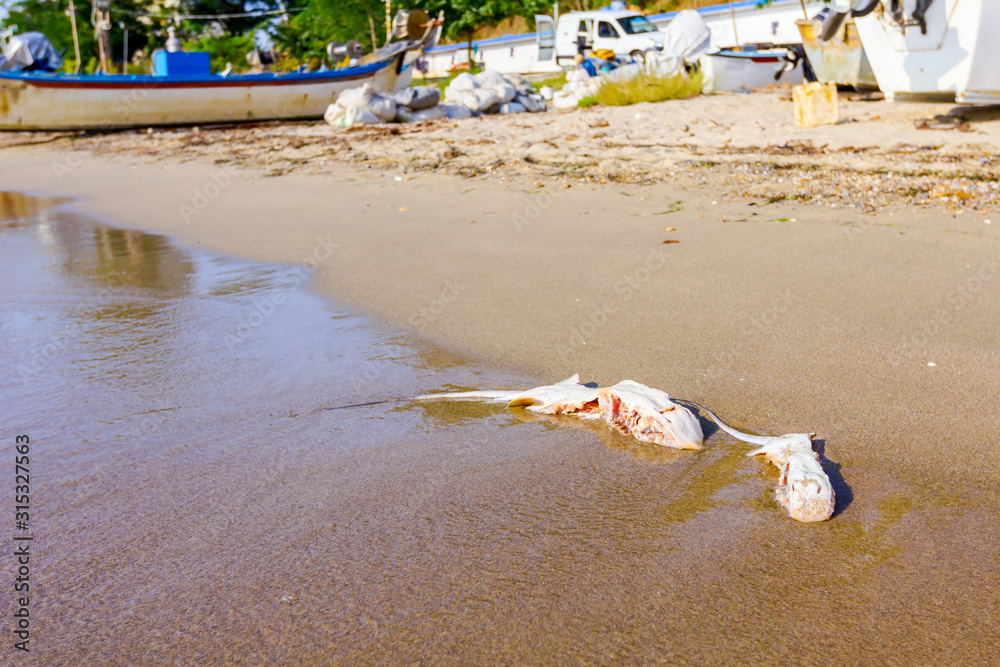 Young dead stingray in shallow sea water Young dead stingray in shallow sea water