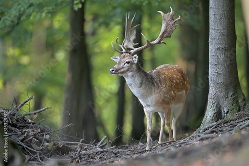 Buck fallow deer (Dama dama) stands in the forest 