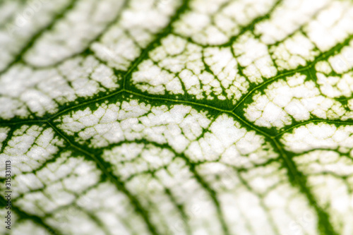  Close up Plant epidermis with stomata or Leaf Epidermis (Stomata) under microscope. photo