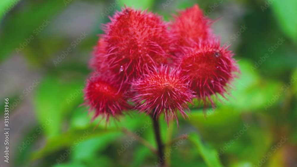 Wild flowers in the natural area Shot from a real area in the tropical region of Narathiwat, southern Thailand that is blooming with a blurred background. Wild flowers in the natural area Shot from a real area in the tropical region of Narathiwat, southern Thailand that is blooming with a blurred background.
