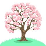 Sakura tree isolated on a white background. Vector graphics.