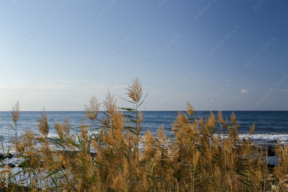dry grass by the sea