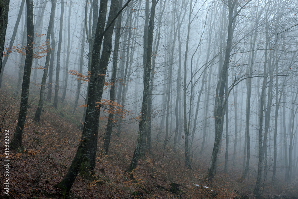 Fototapeta premium Misty spooky dark forest