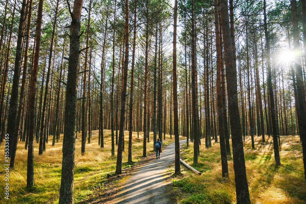 Fototapeta premium Pine forest. Smiltyne, Curonian Spit, Lithuania