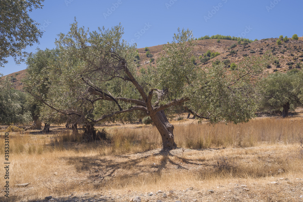 Olive plantation in sun day. Old obsolete olive trees. European olive (Olea europaea) plantation of olive trees. Rhodes, Greece Olive plantation in sun day. Old obsolete olive trees. European olive (Olea europaea) plantation of olive trees. Rhodes, Greece