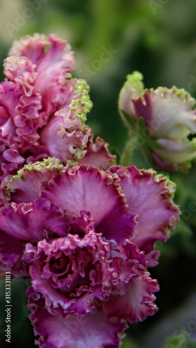 Beautiful Saintpaulia or Uzumbar violet. Indoor flowers. Natural floral background.