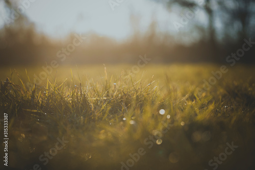 Fokus Wiese unscharfer Hintergrund Motivation Meditation