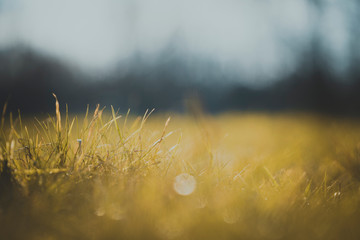 Handdoek met foto Huisarts Grashalm in weide bij zonsopgang  © Maximilian
