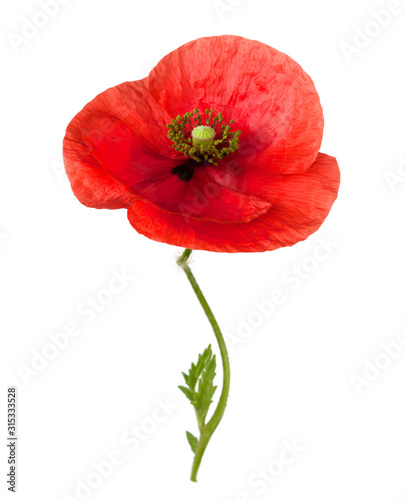 Bright red poppy flower on a thin winding stem, isolated on a white background.